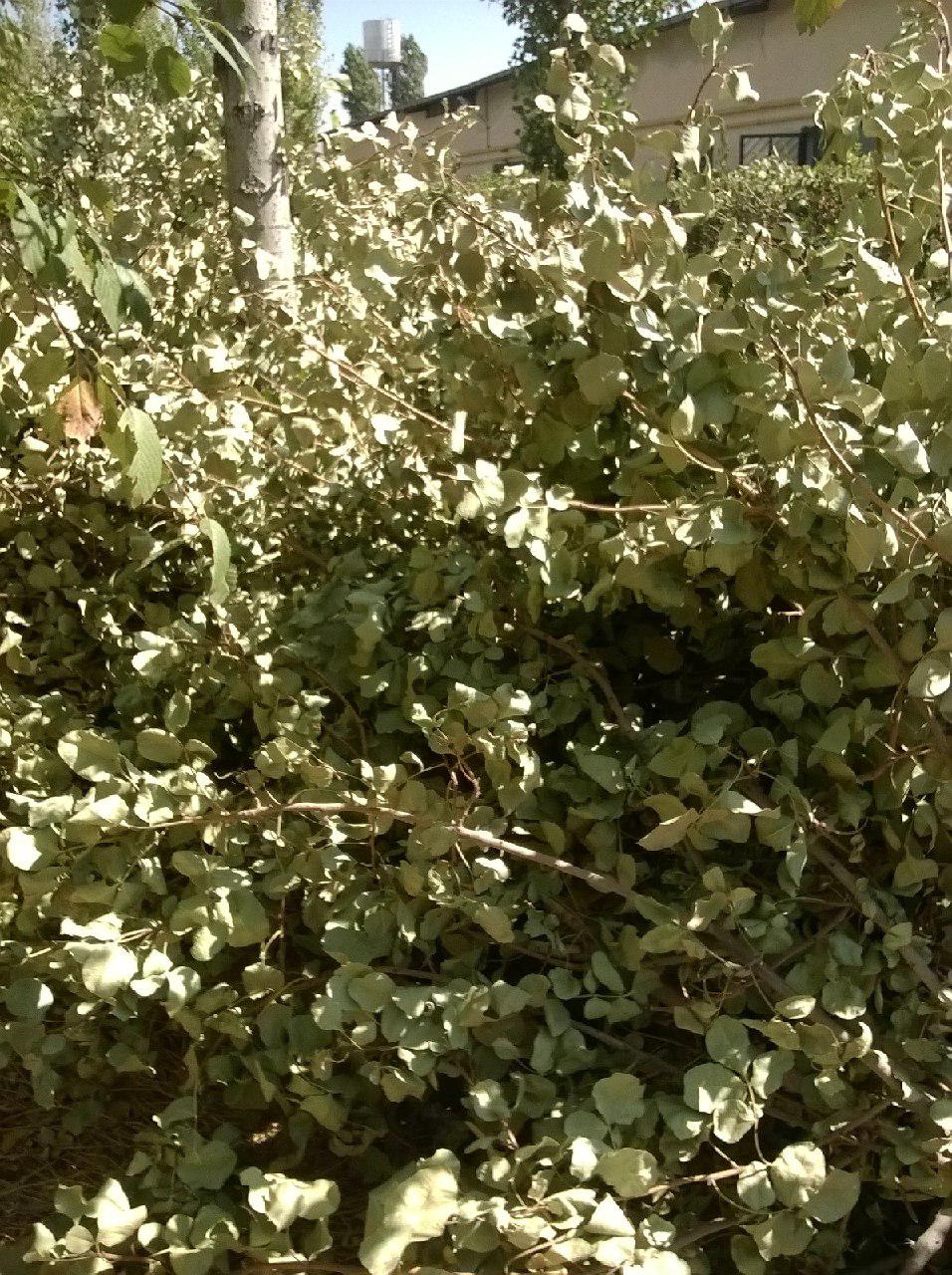 تصویر شماره 1 تصویر شماره 1