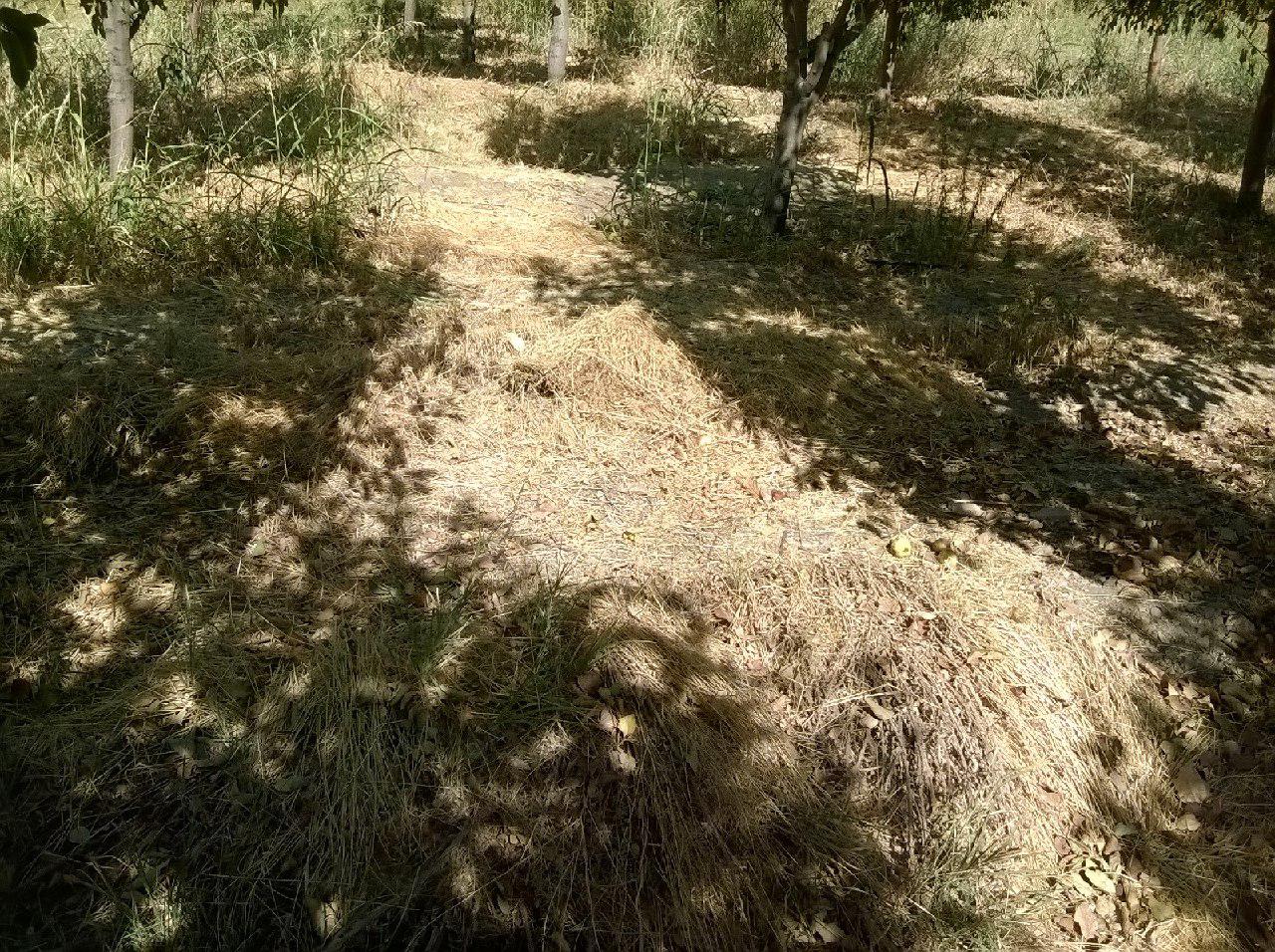 خروج بقایای گیاهی از باغ