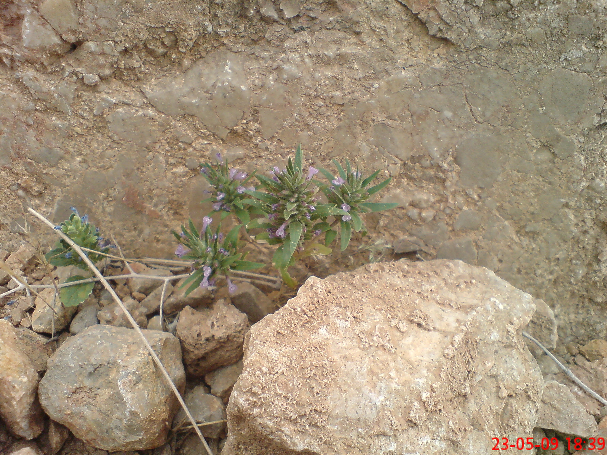 پوشش گیاهی- <a href='http://ehsaseasemani313o.niloblog.com/p/1/'>نعناع</a> کوهی