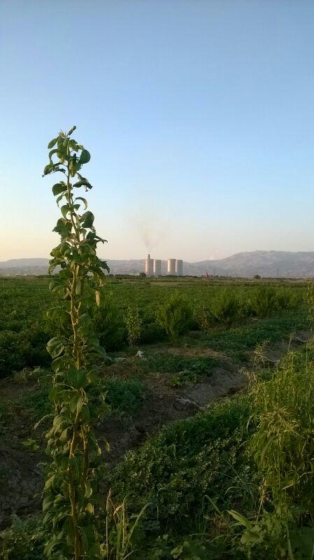 محل جدید کندوها در صحرای یونس آباد محل جدید کندوها در صحرای یونس آباد
