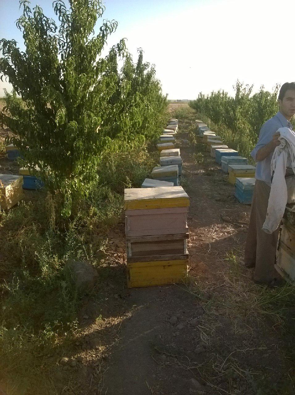 محل جدید کندوها در صحرای یونس آباد محل جدید کندوها در صحرای یونس آباد