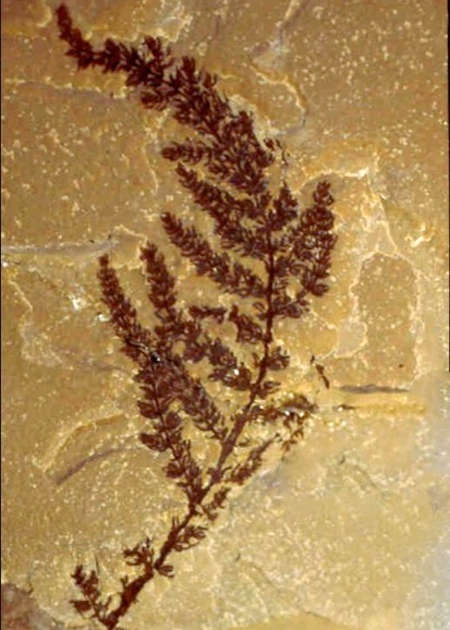 گل گنج و دفینه