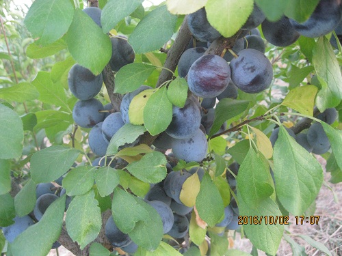 عکس ازعلی محمدی وبلاگ روستای حاجی آباد زبرخان  نیشابور