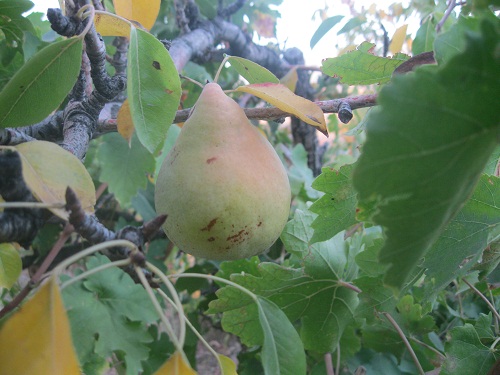 عکس ازعلی محمدی وبلاگ روستای حاجی آباد زبرخان  نیشابور