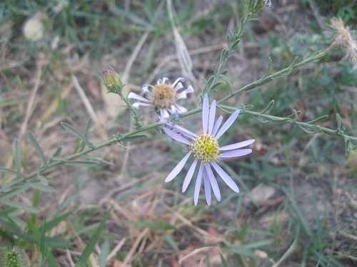 عکس ازعلی محمدی وبلاگ روستای حاجی آباد زبرخان  نیشابور