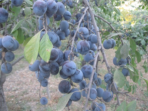 عکس ازعلی محمدی وبلاگ روستای حاجی آباد زبرخان  نیشابور