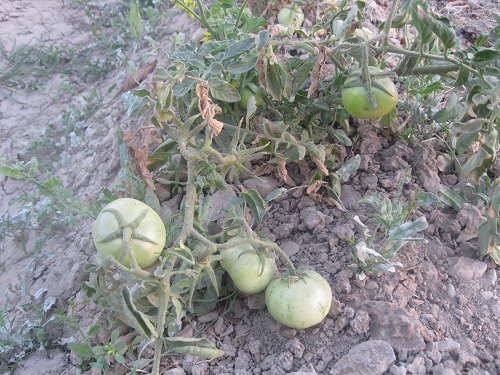 عکس ازعلی محمدی وبلاگ روستای حاجی آباد زبرخان  نیشابور