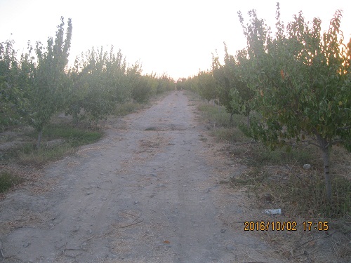 عکس ازعلی محمدی وبلاگ روستای حاجی آباد زبرخان  نیشابور
