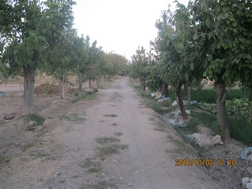 عکس ازعلی محمدی وبلاگ روستای حاجی آباد زبرخان  نیشابور