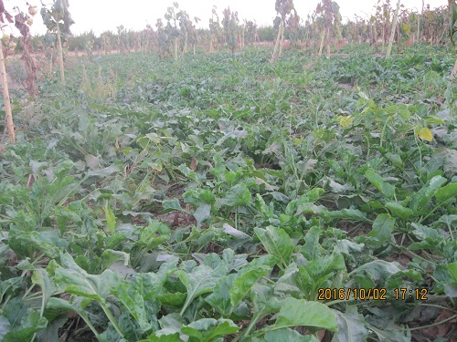 عکس ازعلی محمدی وبلاگ روستای حاجی آباد زبرخان  نیشابور