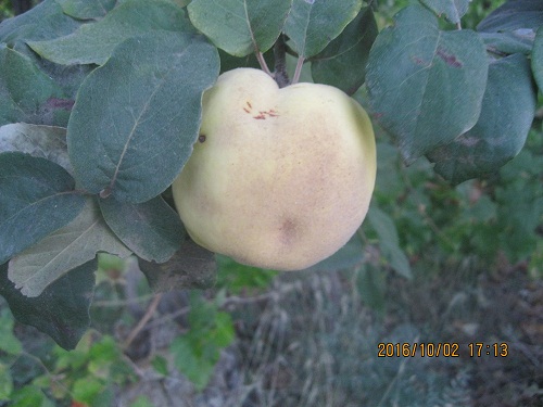 عکس ازعلی محمدی وبلاگ روستای حاجی آباد زبرخان  نیشابور