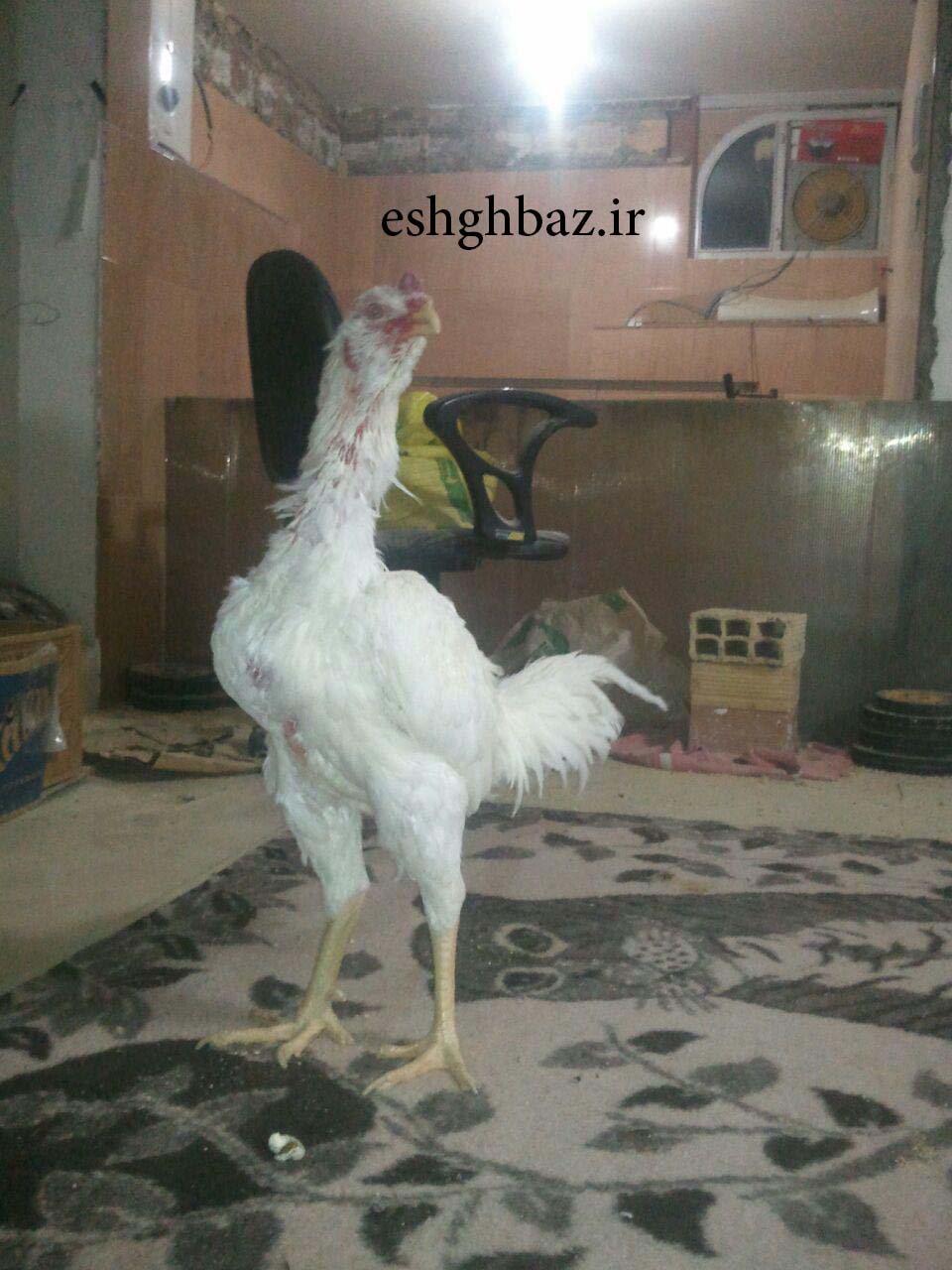 خروس لاری سفید