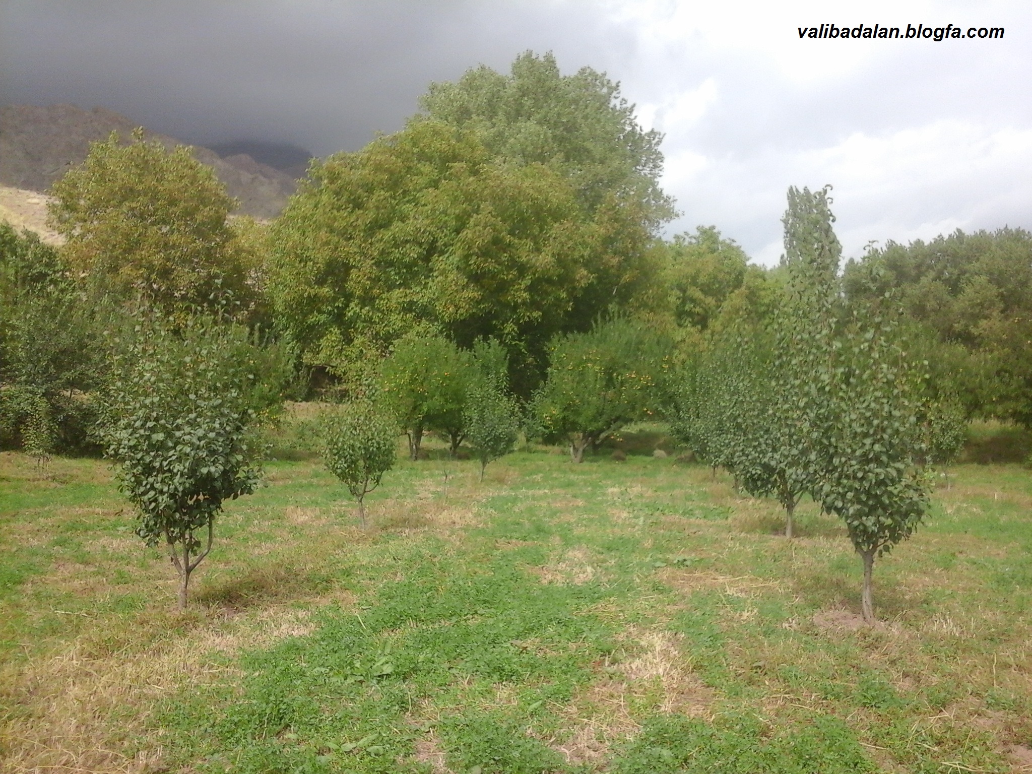 باغات بدلان