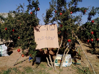 باغ انار در محمودآباد که انارهایش روی درخت به فروش رسیده بود