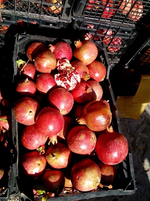 سبد انار آماده فروش