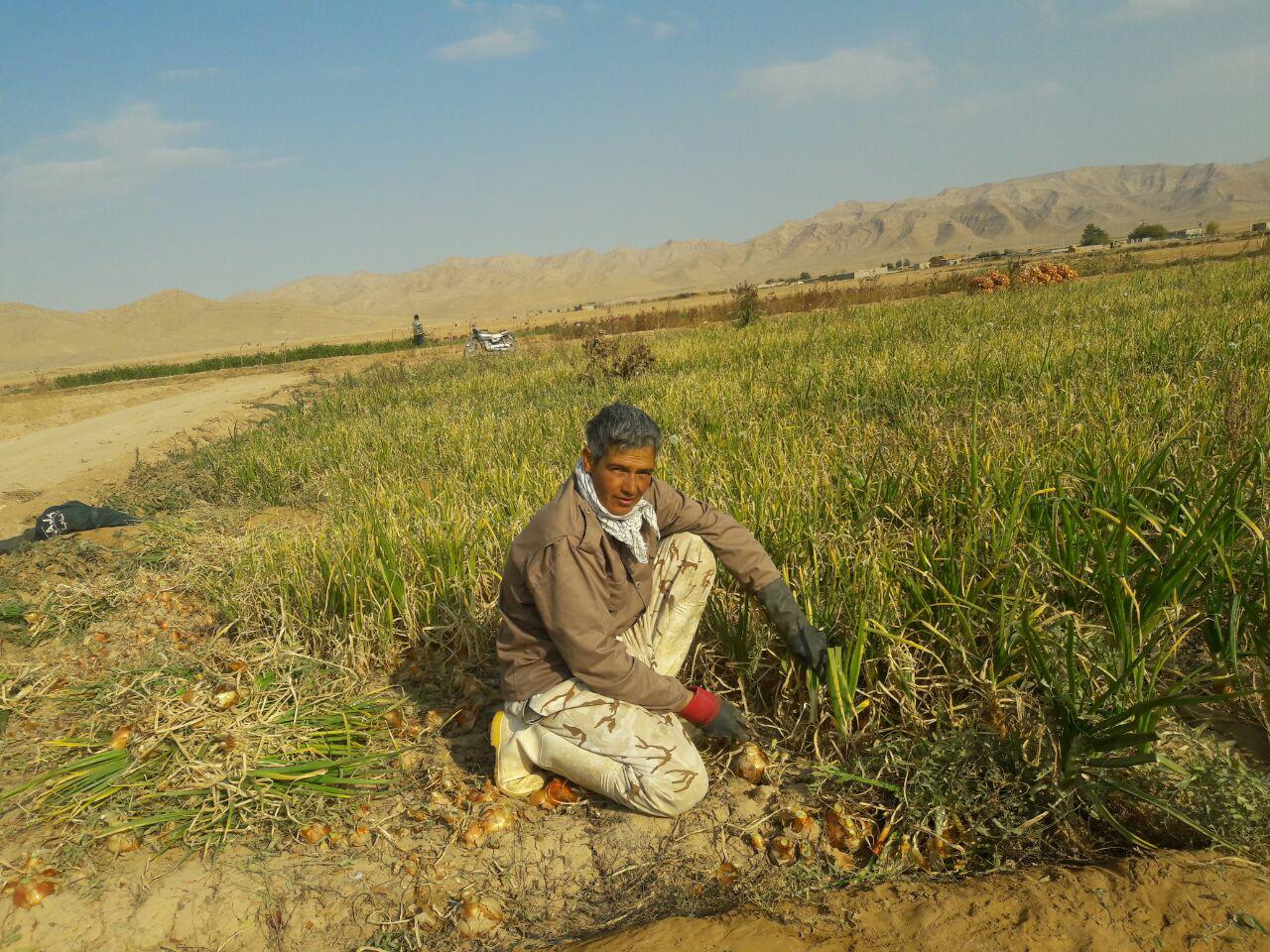 برداشت پیاز از مزارع شهر درق به روایت تصویر
