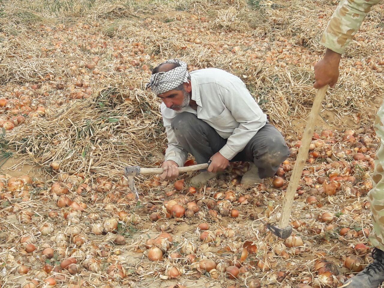 برداشت پیاز از مزارع شهر درق به روایت تصویر