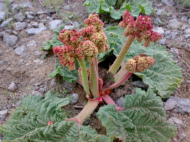 ریواس