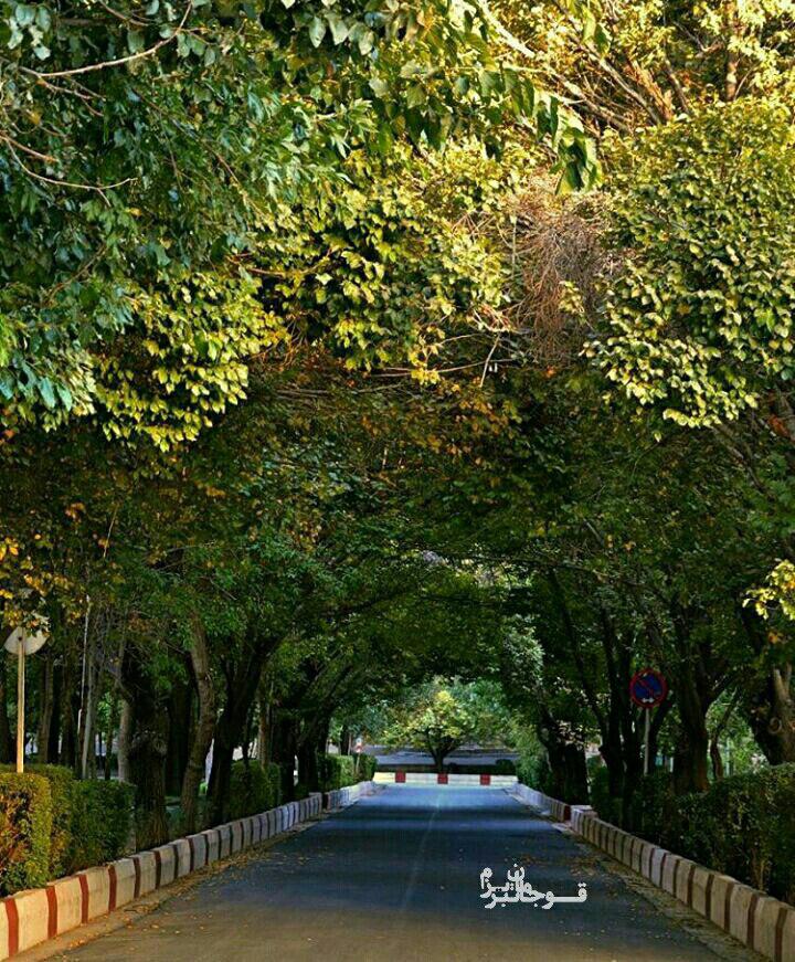 تبریز