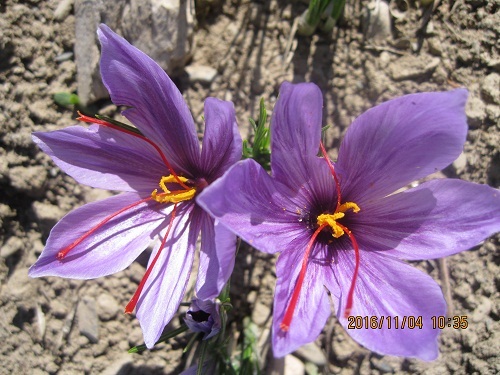 طبیعت روستاوبلاگ روستای حاجی آباد زبرخان نیشابور