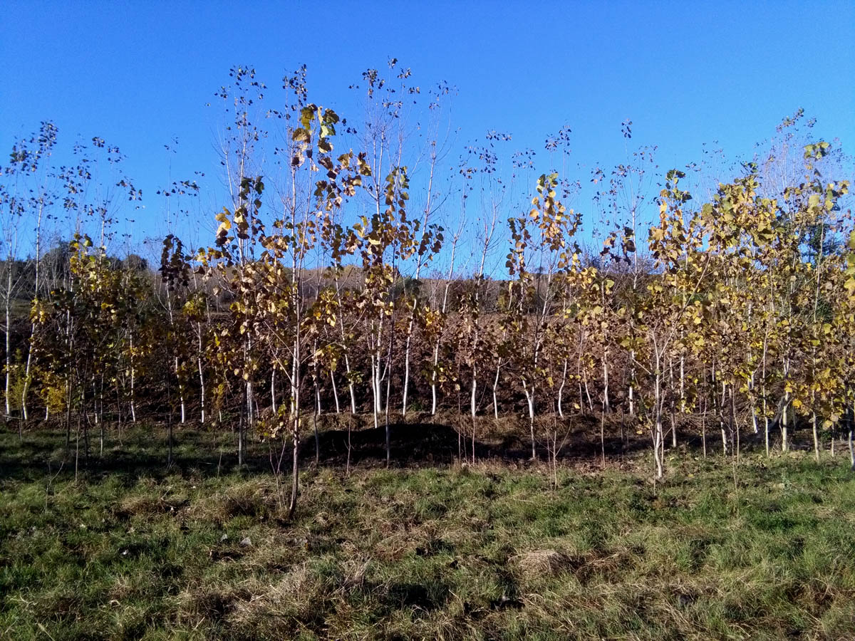 1_3_.jpg (1200×900)