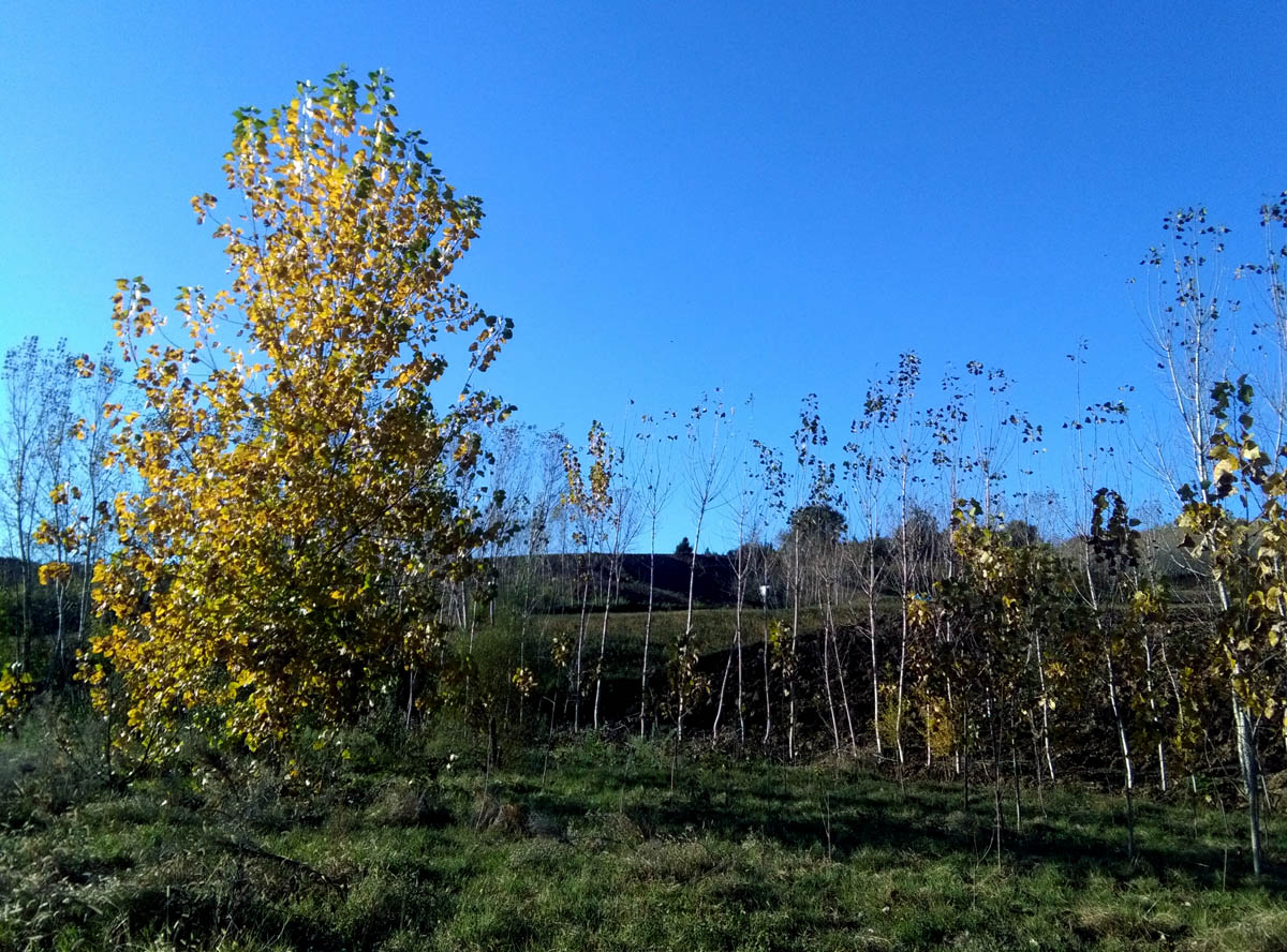 1_5_.jpg (1200×888)