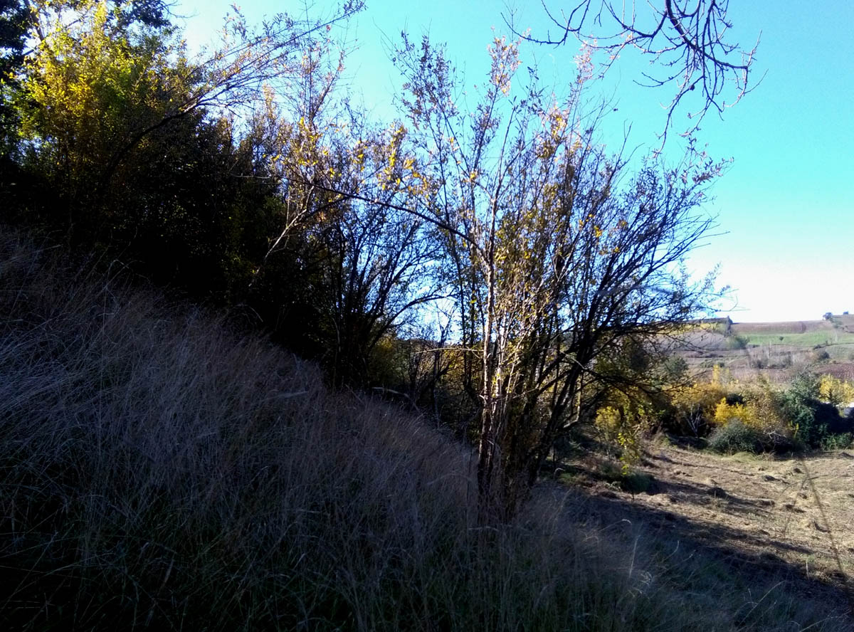 1_19_.jpg (1200×888)