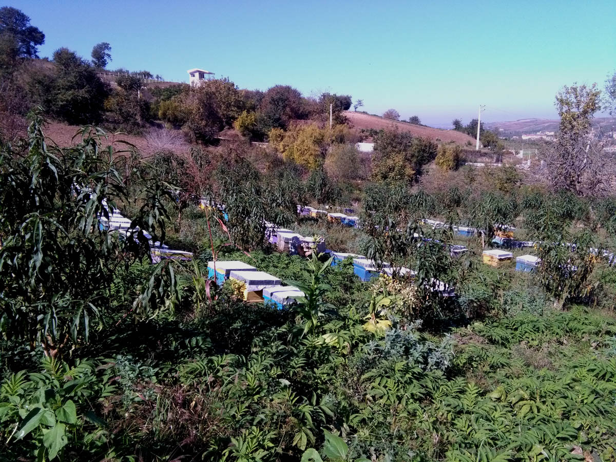 1_34_.jpg (1200×900)