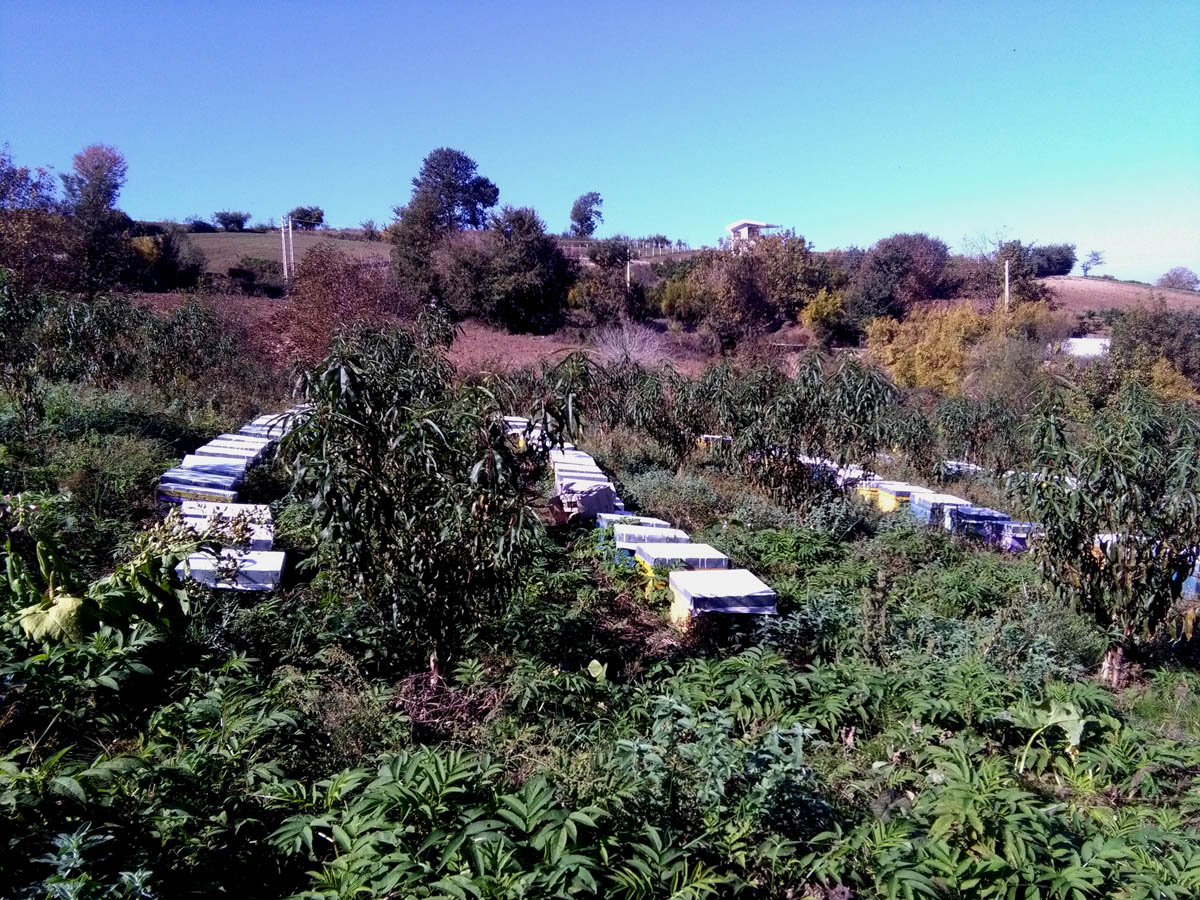 1_35_.jpg (1200×900)