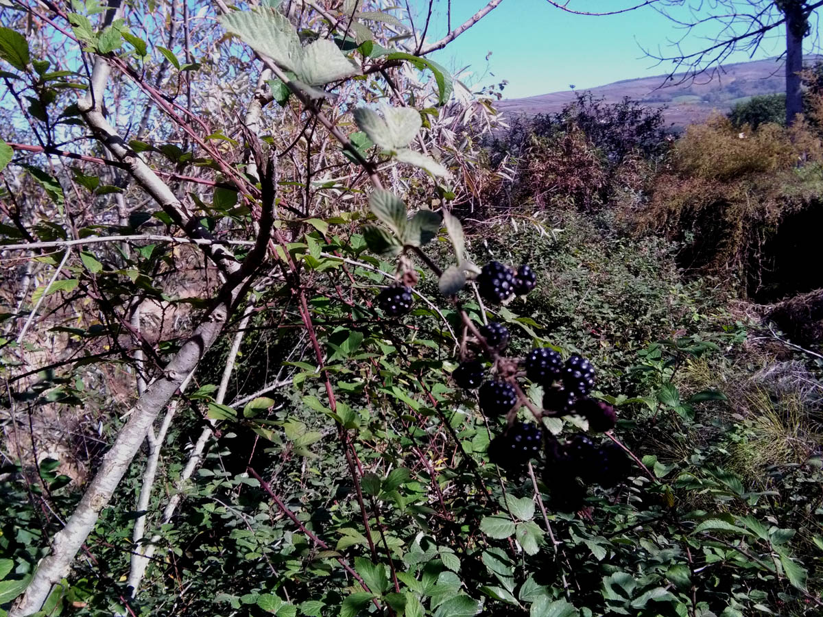 1_36_.jpg (1200×900)