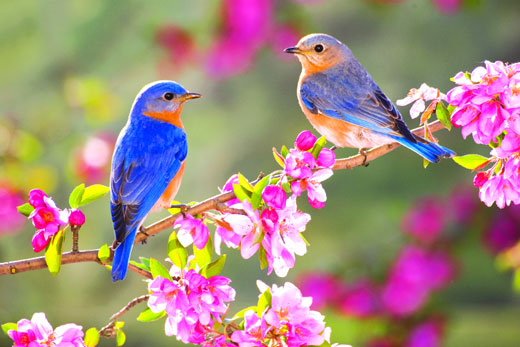 حیوانات به هم چه می گویند؟