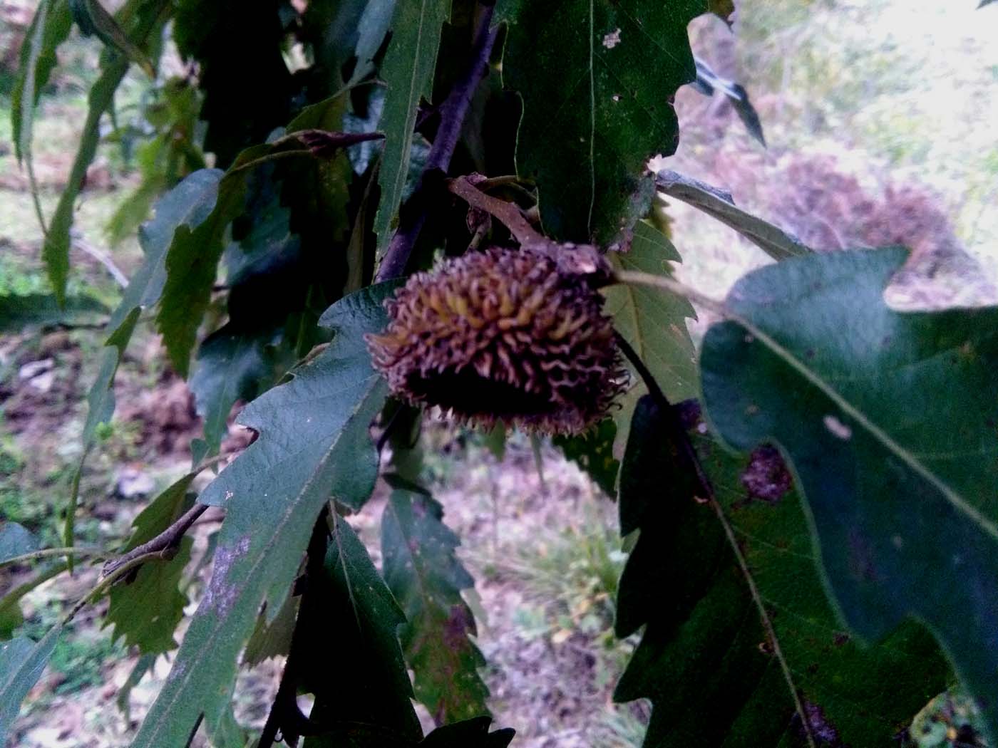 1_3_.jpg (1400×1050)