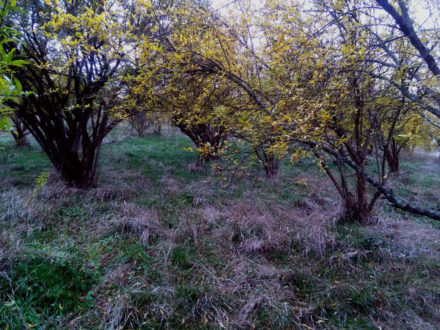 1_10_.jpg (1400×1050)