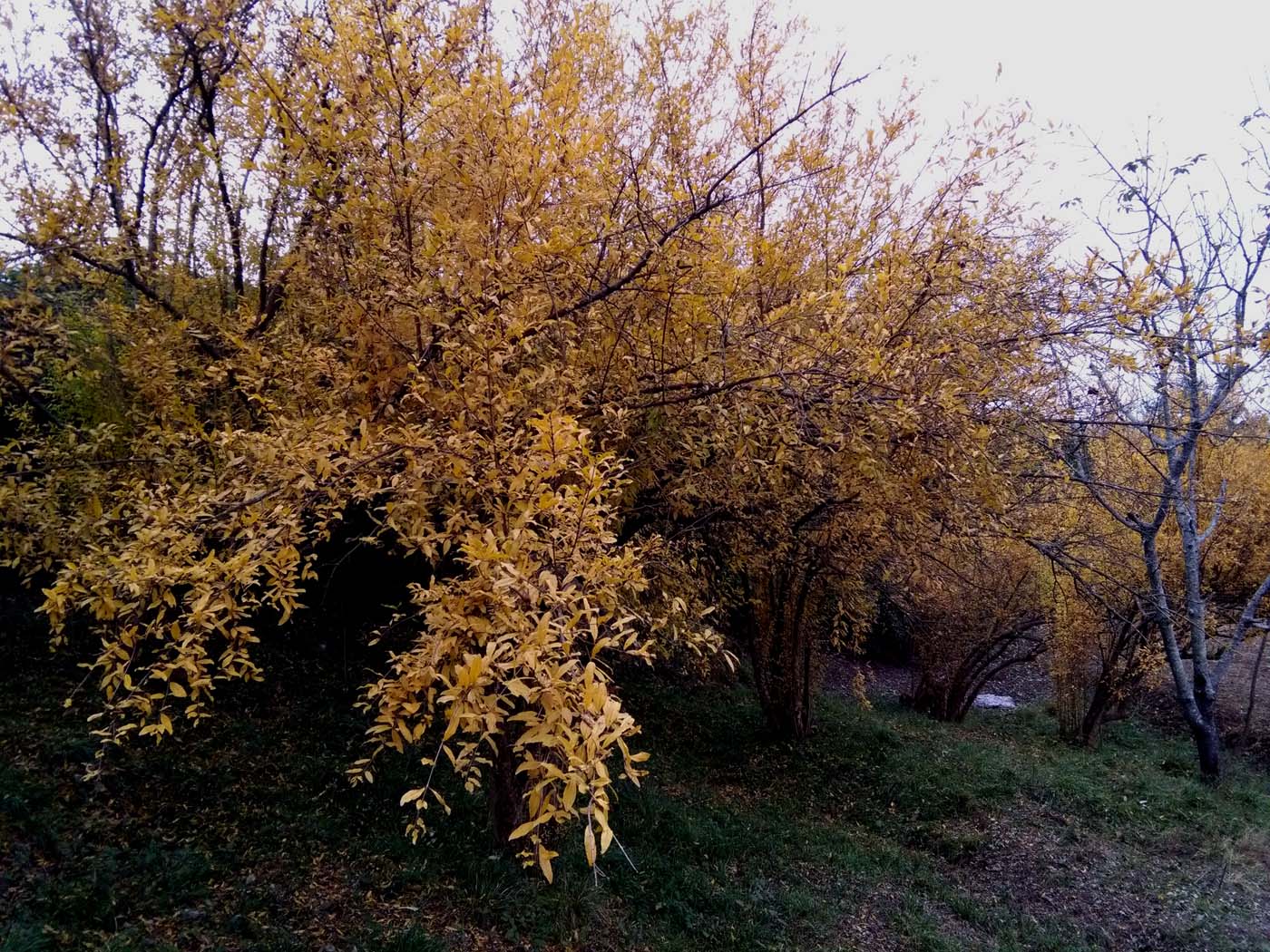 1_16_.jpg (1400×1050)