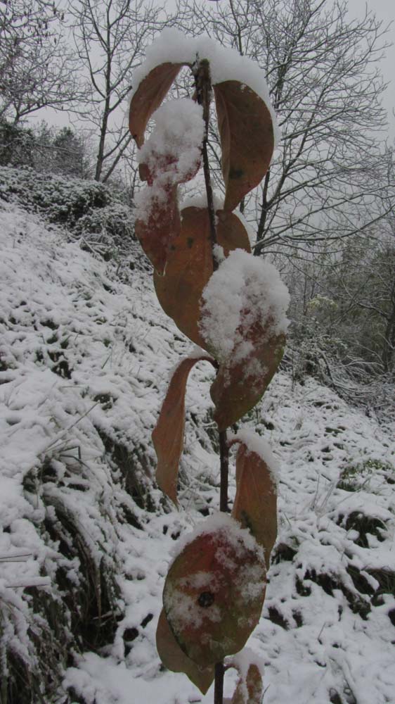 1_53_.jpg (562×1000)