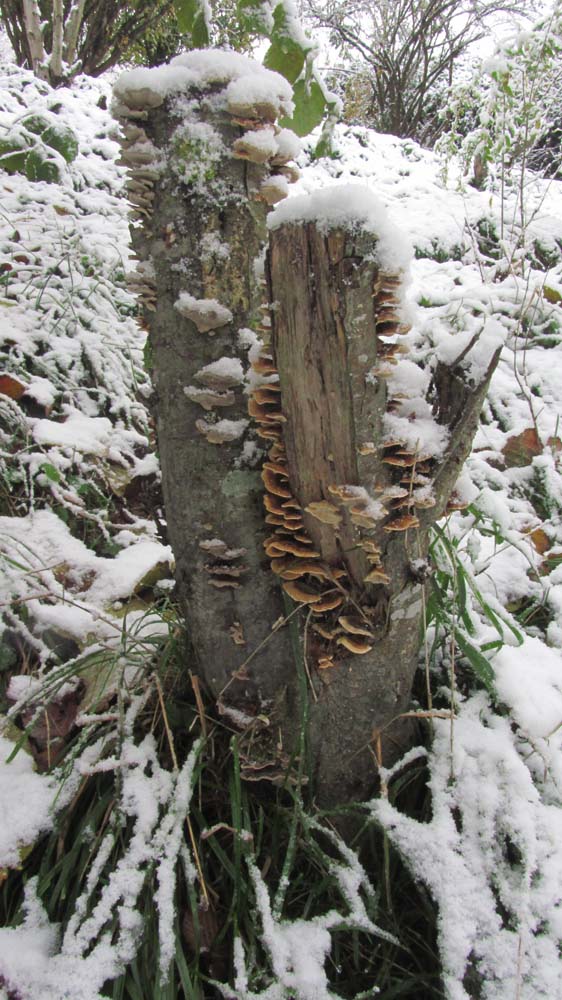 1_77_.jpg (562×1000)