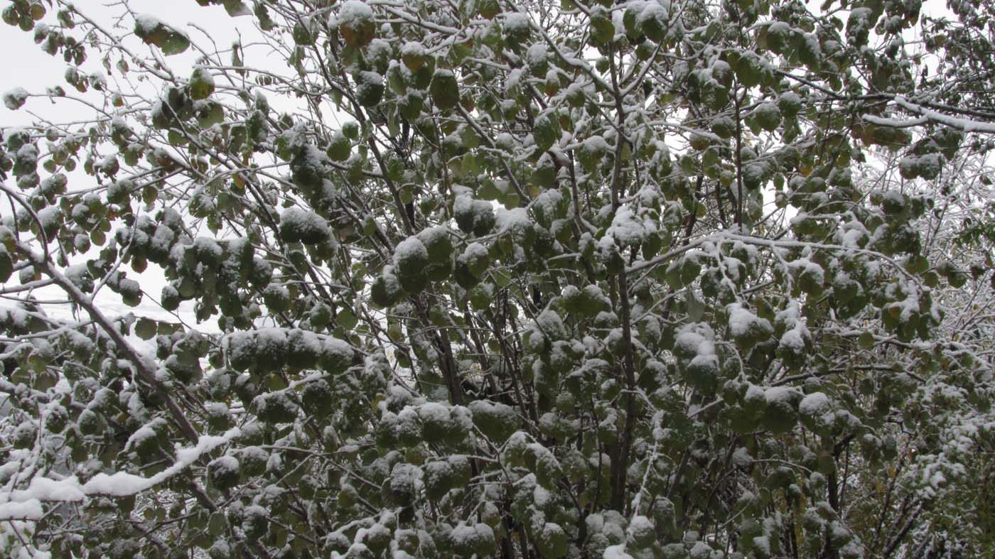 1_84_.jpg (1400×787)