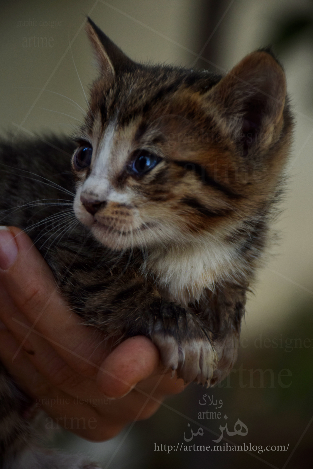 http://s8.picofile.com/file/8276163526/DSC_0169.jpg
