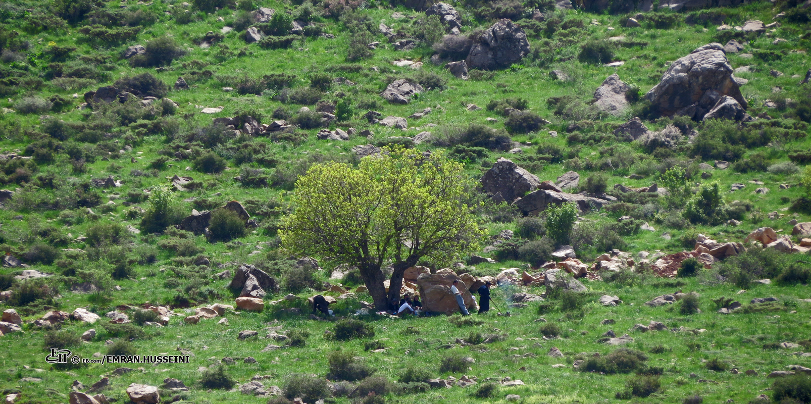 نیشتمانی سەوز/مەریوان /سەوڵاوا/کوردستان/سەردەشتی سەوڵاوا/دەگاگ