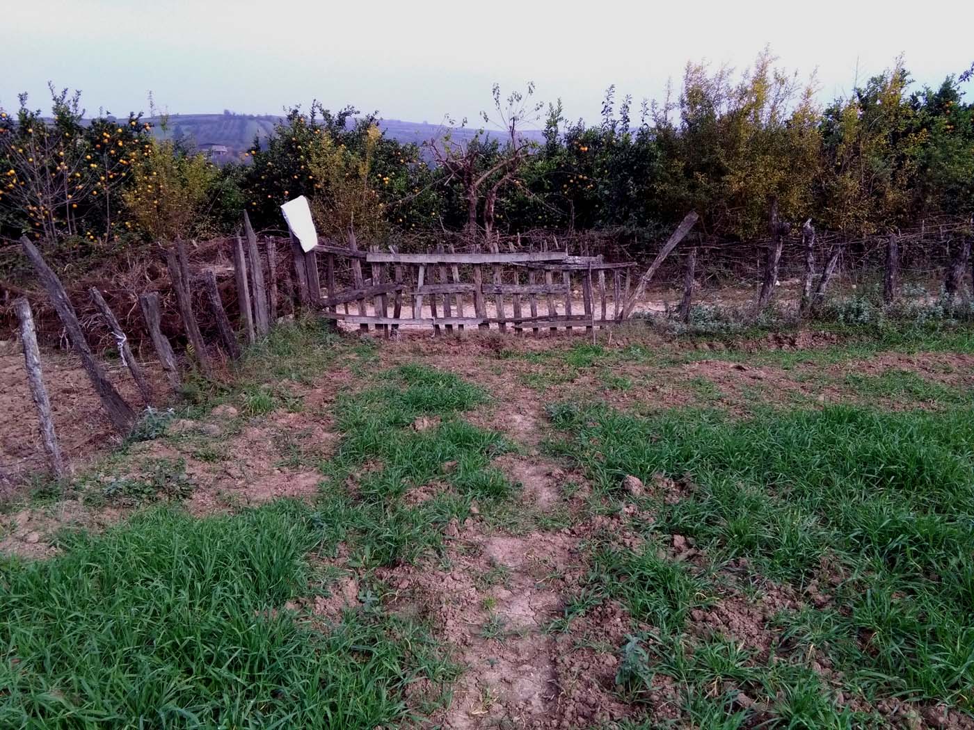 1_29_.jpg (1400×1050)