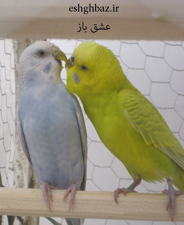 مرغ عشق