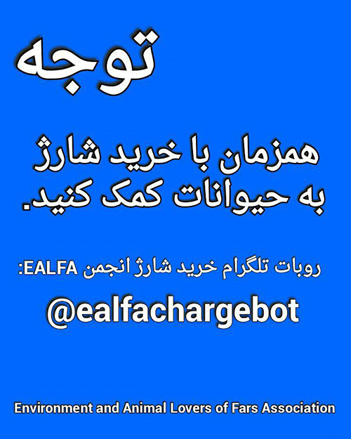 ربات ربات