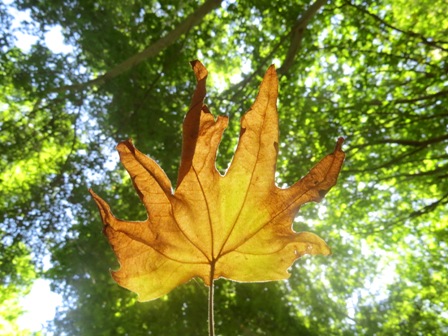 http://s8.picofile.com/file/8279281376/IMG_5291.JPG