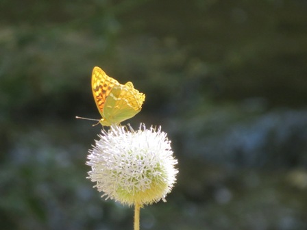 http://s8.picofile.com/file/8279281426/IMG_5307.JPG