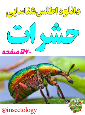 اطلس شناسایی حشرات