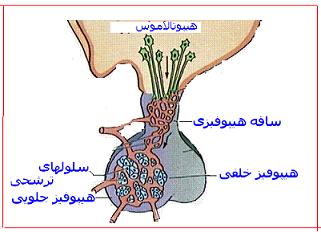 هیپوتالاموس و هیپوفیز
