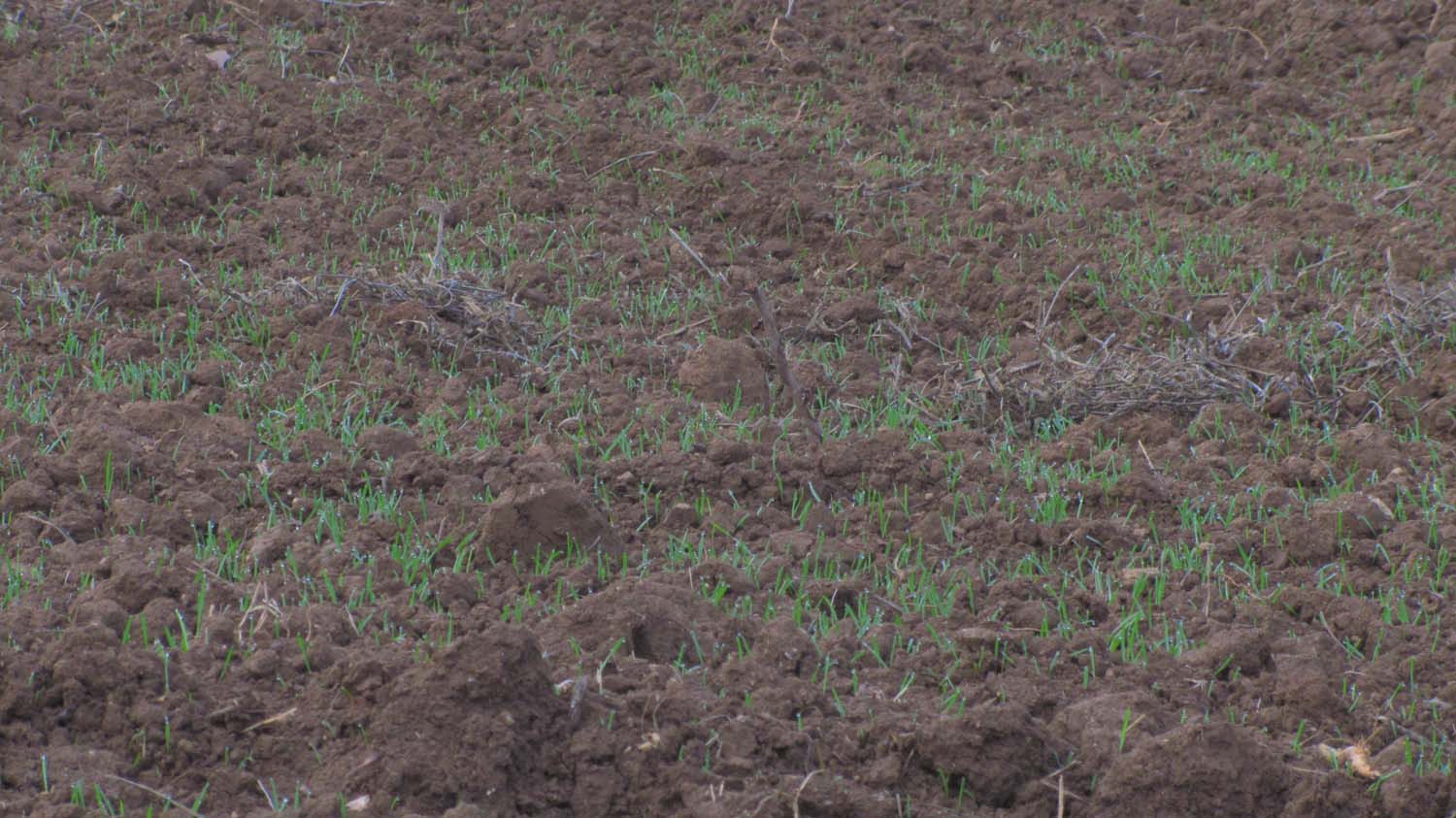 1_1_.JPG (1500×843)