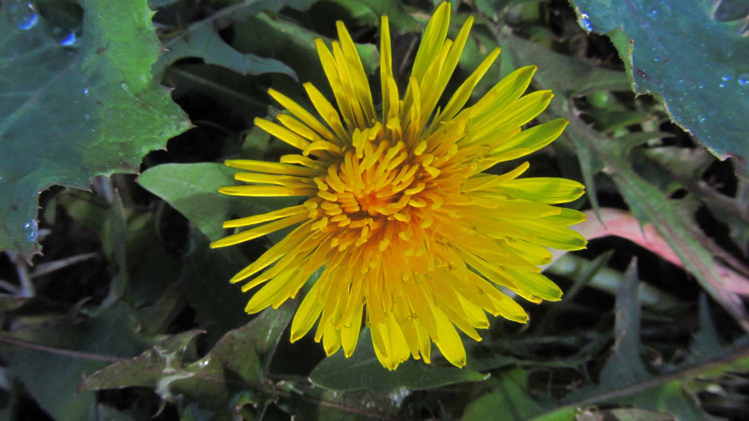 1_3_.JPG (1500×843)