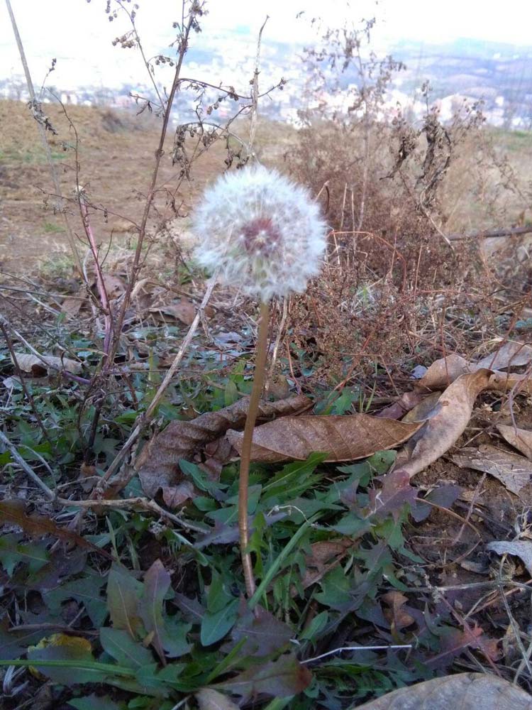 1_17_.jpg (750×1000)