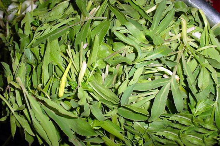 گیاهان دارویی